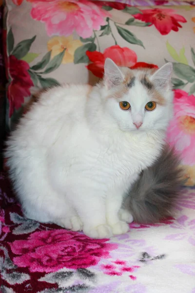 Junge Munchkin Katze Mit Langen Weißen Und Braunen Haaren Und — Stockfoto
