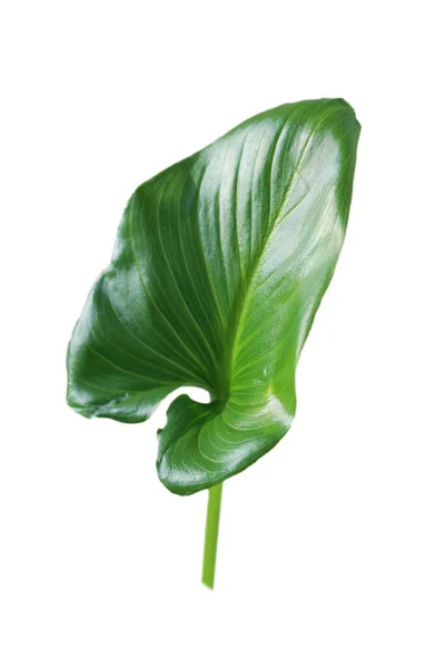 Stock image Leaf of Tropical Philodendron Pastazanum plant on the white background