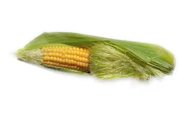 Egyfülű Kukorica Elszigetelt Fehér Alapon Mint Csomag Tervezési Elem — Stock Fotó