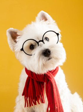 Gözlüklü bir köpek ve sarı arka planda kırmızı bir eşarp. Yüksek kalite fotoğraf