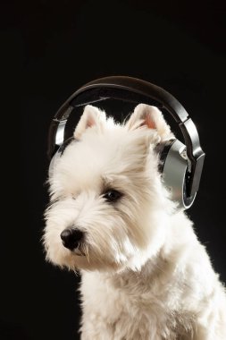 Kulaklıklı köpek müzik dinliyor. Mutlu hayvan. Yüksek kalite fotoğraf