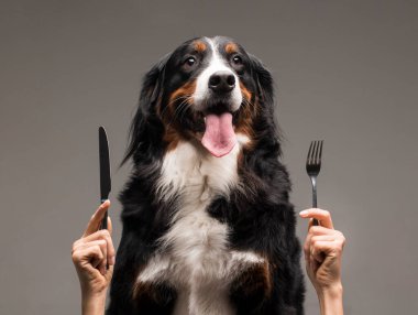 Gri arka planda bir köpeğin yanında çatal ve bıçak tutan bir adamın elleri. Yüksek kalite fotoğraf