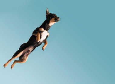 Zinde ve sağlıklı erkek Vizsla köpeği havada zıplıyor. Pastel mavi arka planda izole edilmiş köpek atlama stüdyosu çekimi. Yüksek kalite fotoğraf
