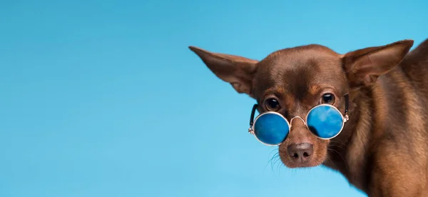 Brun Hund Med Glasögon Blå Bakgrund Högkvalitativt Foto — Stockfoto