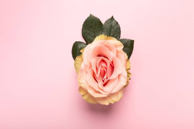 Erotic metaphor. Rose bud with petals resembling vulva. Beautiful flower as background, closeup. High quality photo