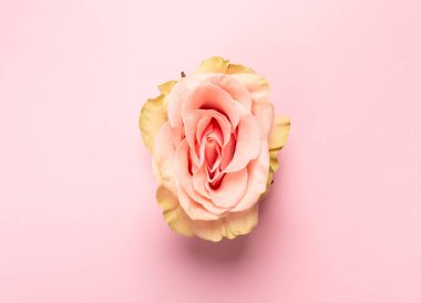 Erotic metaphor. Rose bud with petals resembling vulva. Beautiful flower as background, closeup. High quality photo