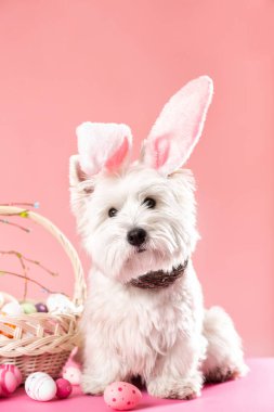Happy Easter concept. Preparation for the holiday. Cute white dog next to colorful Easter eggs. Spring postcard. High quality photo