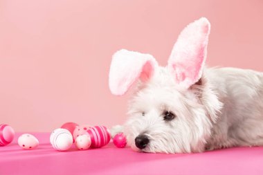 Happy Easter concept. Preparation for the holiday. Cute white dog next to colorful Easter eggs. Spring postcard. High quality photo