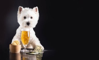 Beyaz köpek, bira ve aperatiflerle tezgahın arkasındaki barda. Karanlık bir arkaplanda, mesajın için yer var. Yüksek kalite fotoğraf