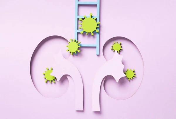 World Kidney Day. Kidney shaped paper. National Organ Donor Day. Kidney health concept. top view banner. Infection, bacteria, disease. High quality photo