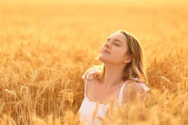 Rahat bir kadın altın buğday tarlasında oturmuş temiz hava soluyor.