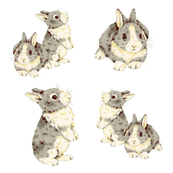 Elle Çizilmiş Tavşan Çizimleri Koleksiyonu — Stok fotoğraf