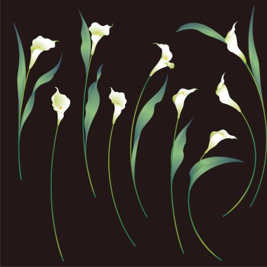 Collection of beautiful calla lily materials,