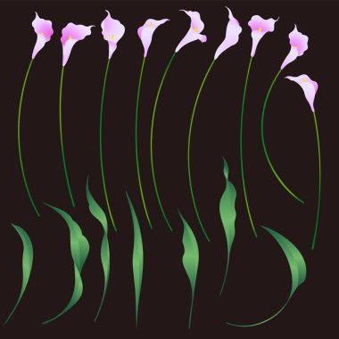 Collection of beautiful calla lily materials,