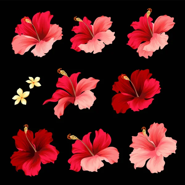 Coleção Material Ilustração Vetor Flor Tropical — Vetor de Stock