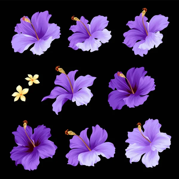 Συλλογή Υλικού Εικονογράφησης Φορέα Τροπικών Λουλουδιών — Διανυσματικό Αρχείο