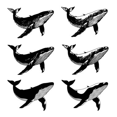 Güzel balina çizimi koleksiyonu,