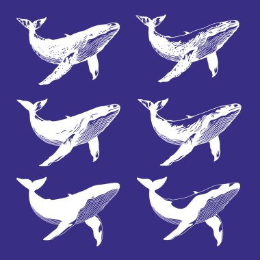 Güzel balina çizimi koleksiyonu,