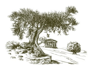 Agrigento Sicilya 'daki tapınak vadisindeki Concordia Tapınağı. Zeytin Ağacı. 