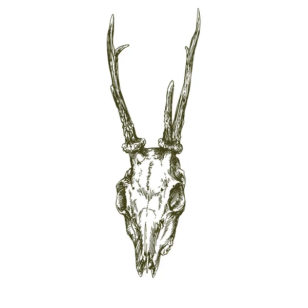 Deer Skull Vector Hand Drawn Illustration 로열티 프리 스톡 벡터