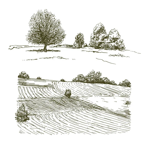 Rural Landscape Meadows Trees Illustrazioni Stock Royalty Free