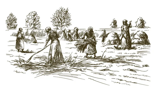 Historical Scene Women Harvesting Hay Grain 스톡 벡터
