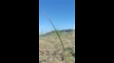Laredo beach a sunny winter day, vertical video