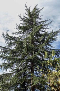 branches of a tree with sky in the background