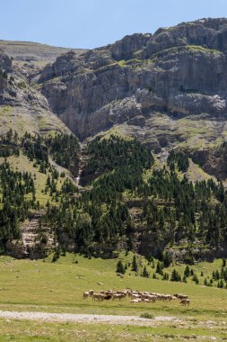 pyrenees valley with cattle grazing