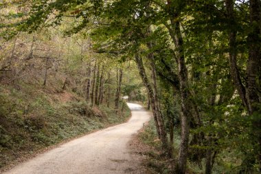 dirt road between trees in the mountains of the basque country