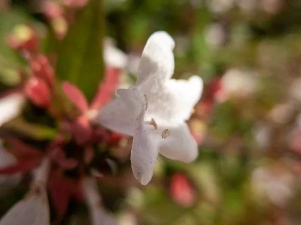 Beleza Pura Flor Branca Jardim Sereno — Fotografia de Stock