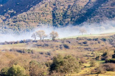 Misty Magic: Sisli Bask Ormanlarını Keşfediyor