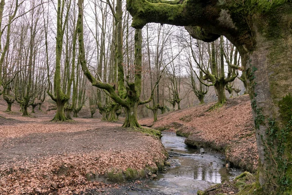 Otzarreta Beech Forest Discovering Natural Beauty Basque Countrys — 스톡 사진