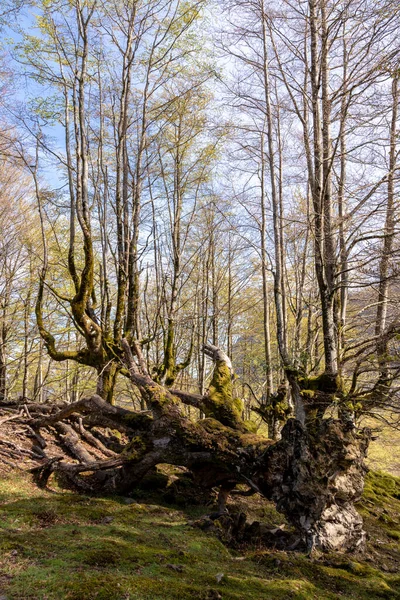 Slunečný Den Baskicku Klidný Pohled Bukový Les Mrtvým Stromem — Stock fotografie