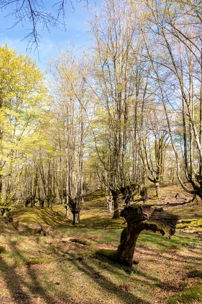Tichá Krása Zachycení Klidu Baskického Lesa Rozkládajícím Bukem — Stock fotografie