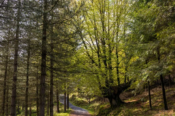 Explorando Encantador Bosque Hayas País Vasco — Foto de Stock