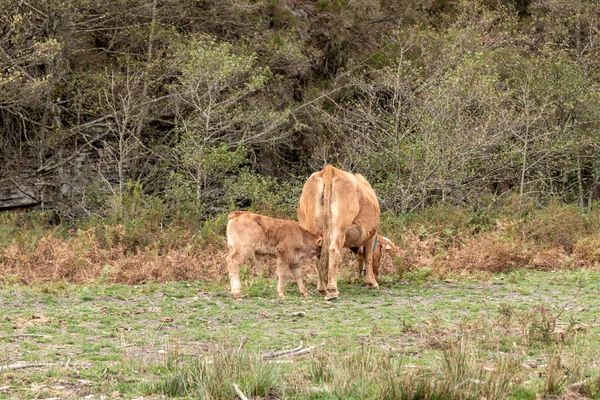 培育联系 森林中母亲给小牛喂奶的宁静场景 — 图库照片