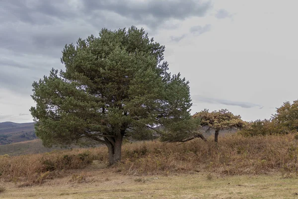 在风景如画的巴斯克乡村中捕捉孤独树的宁静 — 图库照片