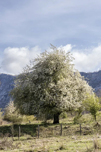 Захватывающая Красота Цветущих Деревьев Тихом Горном Ландшафте Басков — стоковое фото