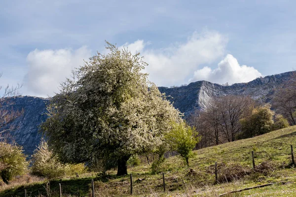 Prozkoumávání Botanických Rozkoší Baskických Horských Lesů — Stock fotografie