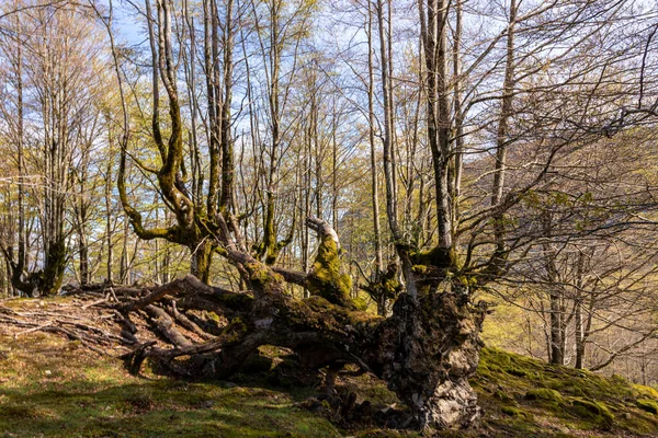 Bask Dağlarının Huzurlu Ormanlık Manzaralı Patikalarını Keşfetmek — Stok fotoğraf
