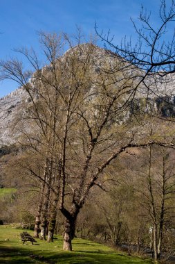 Doğanın Serenadı: Idyllic Cantabrian Dağlarında Çiçek açan bir ağacın nefes kesici manzarası