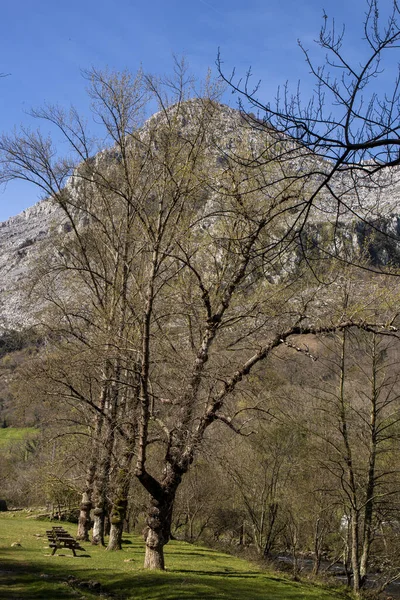 Přírodní Serenáda Dechberoucí Scéna Kvetoucího Stromu Idylických Kantábrijských Horách — Stock fotografie