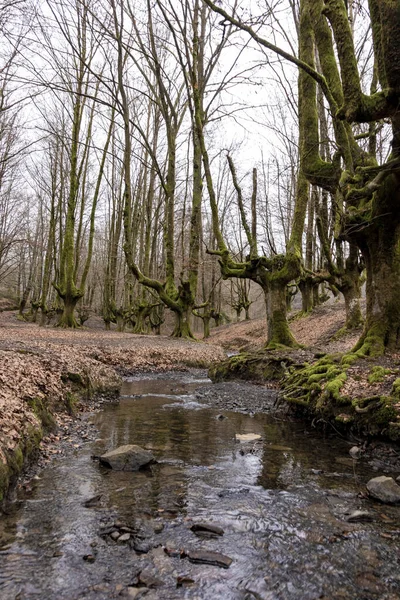 Otzarreta Beech Ormanı Bask Ülkesi Nde Büyüleyici Sonbahar Cenneti — Stok fotoğraf