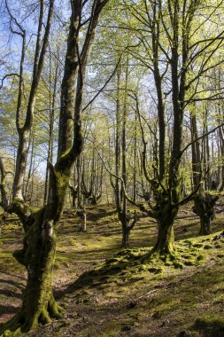 Belaustegui 'nin el değmemiş Beechwood Sığınağı' nın zengin biyolojik çeşitliliğini keşfetmek