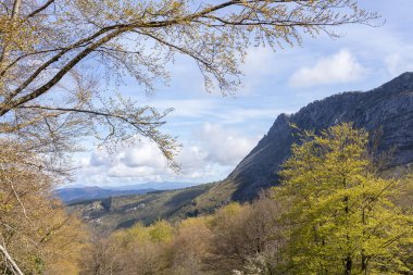 Dağlık Arazideki Verdant Ormanlarının Huzurlu Huzurunu Yakalıyorum