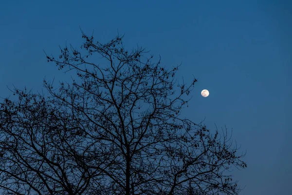 Δέντρο Κλαδιά Silhouetted Ενάντια Στην Πανσέληνο Ένα Γαλήνιο Απογευματινό Ουρανό — Φωτογραφία Αρχείου