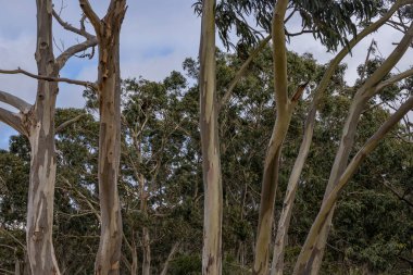 Büyülü Ökaliptüs Ormanı: Kuzey İspanya 'nın Laredo Köyü' nde Huzurlu Kaçış