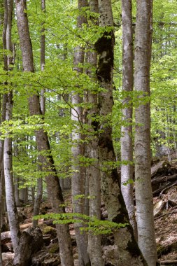 Uzun, yosun kaplı ağaçlar ve canlı yeşil yapraklarla dolu sık bir orman. Huzurlu ve huzurlu bir atmosfer yayıyor.