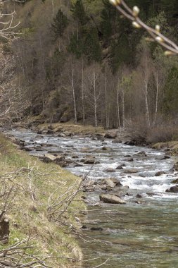 Parlak bir gökyüzünün altında, çıplak ve yeşil ağaçlarla çevrili ormanın içinden akan sakin, kayalık bir dere.
